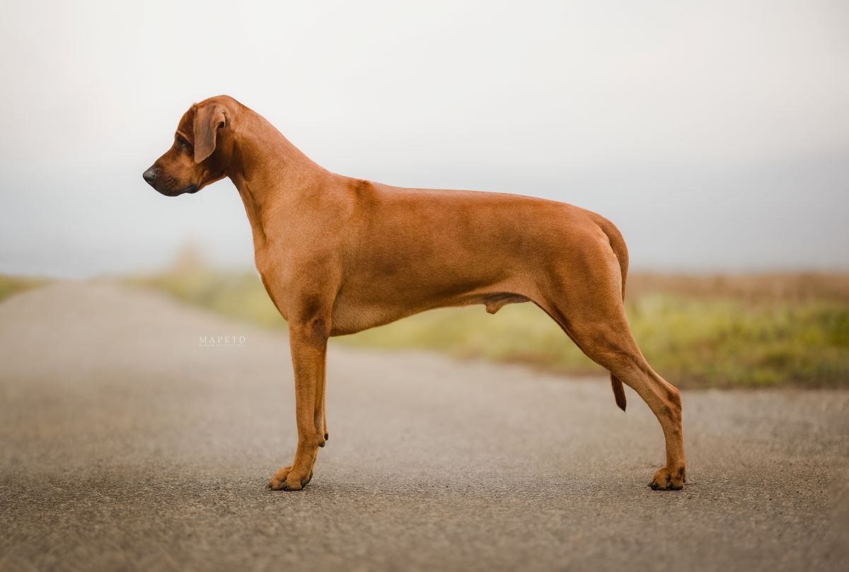 Princ Lakota Lowenschwanz