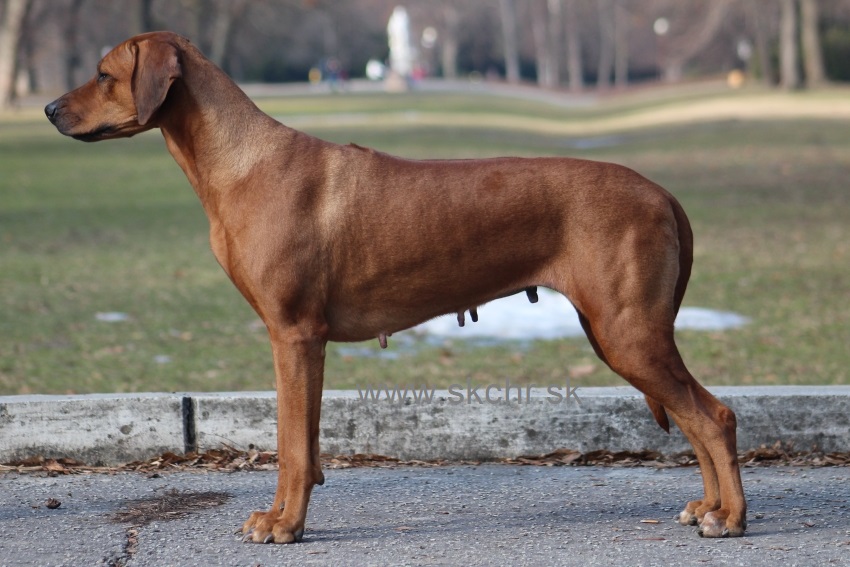 Achird Joy of Africa